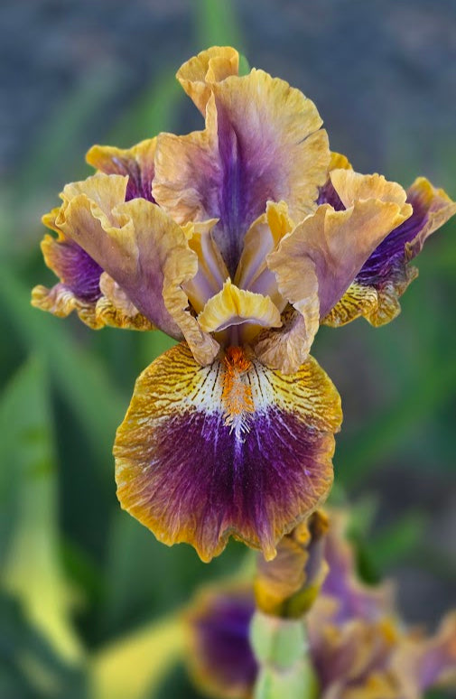Intermediate Bearded