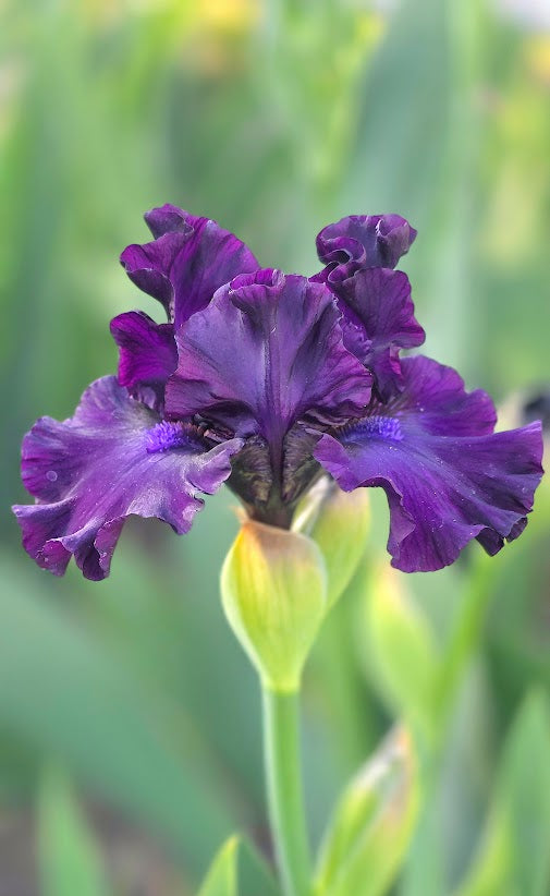 Burple