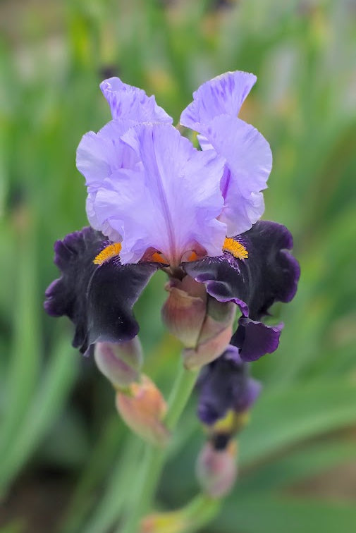Habit