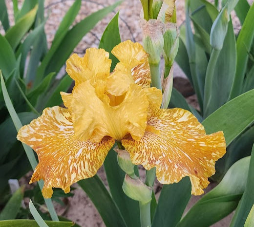 Tiger Honey