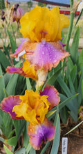 Gladys Austin
