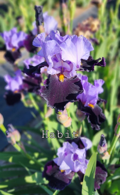 Habit