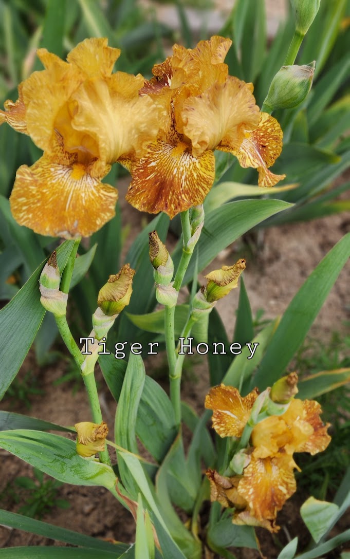 Tiger Honey