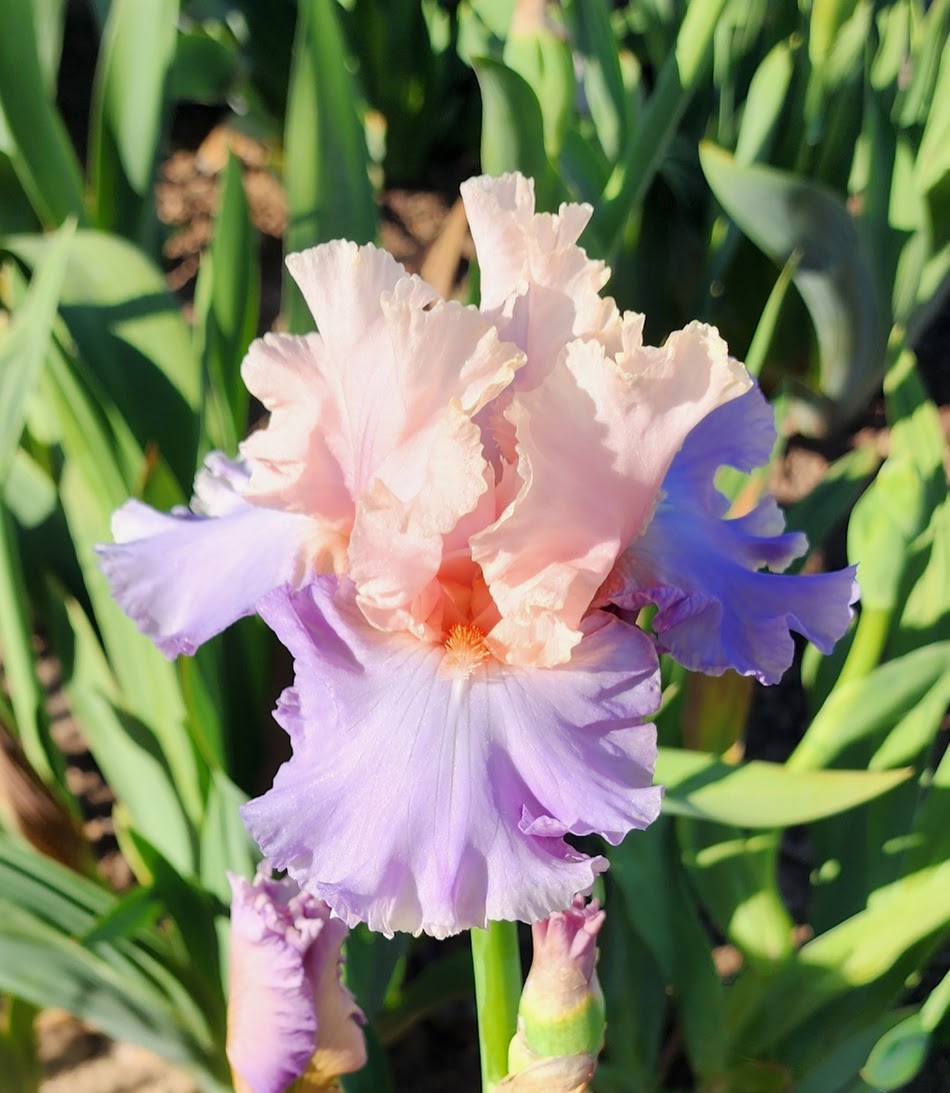 Blush Of Pink
