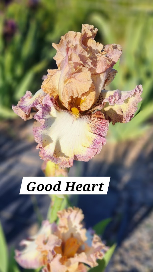 Good Heart