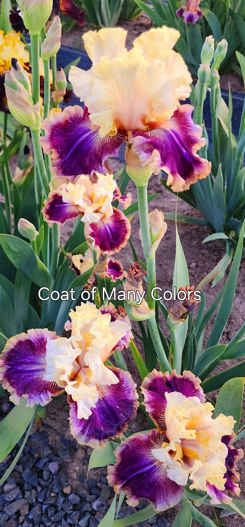Coat Of Many Colors