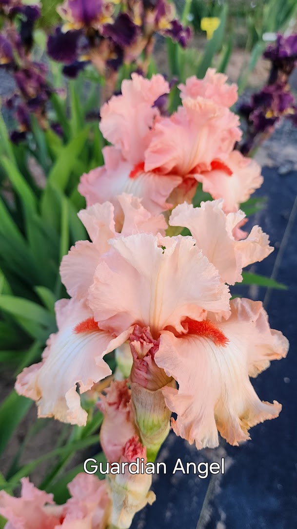 Guardian Angel