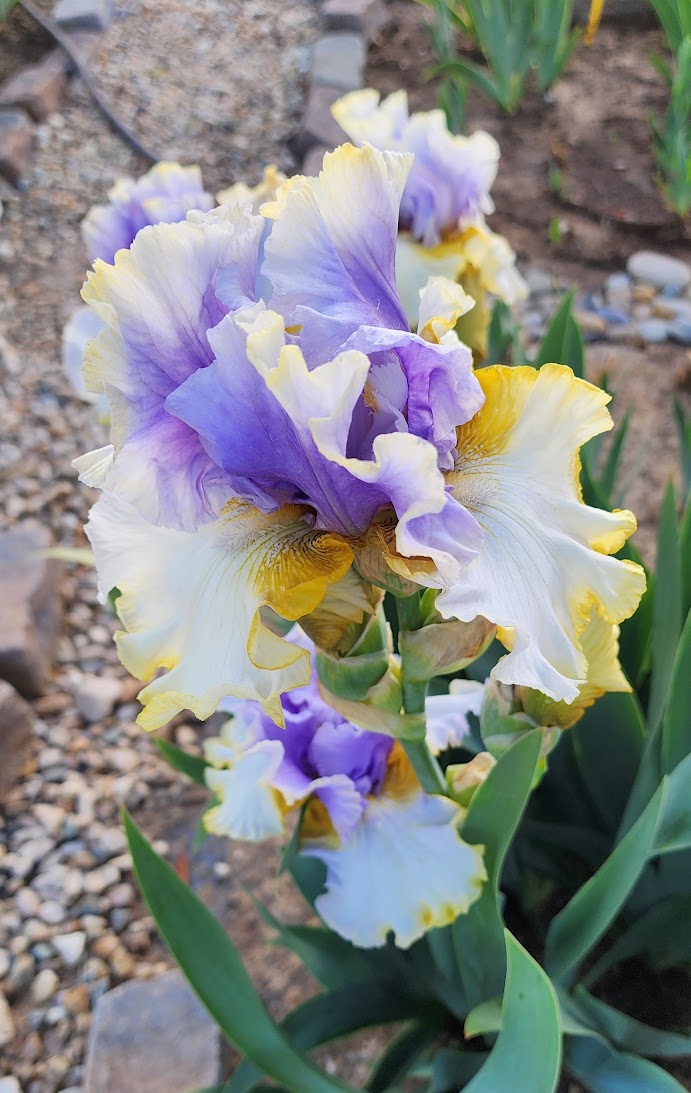 Easter Charm