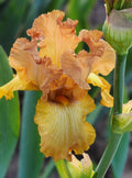 Harvest King