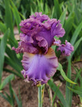 French Lavender