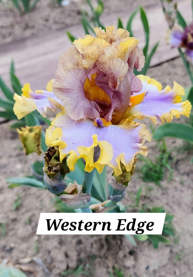 Western Edge