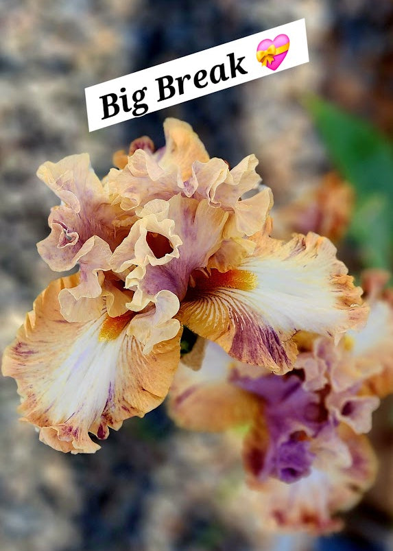 Big Break