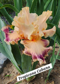 Tropicana Cabana