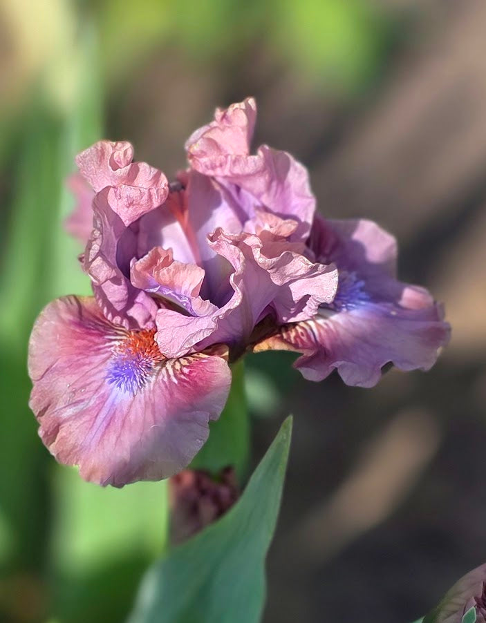 Mauve Mistress