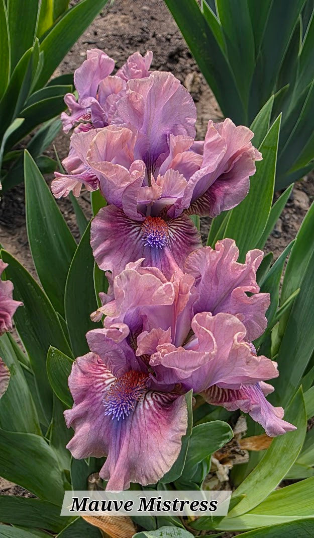 Mauve Mistress