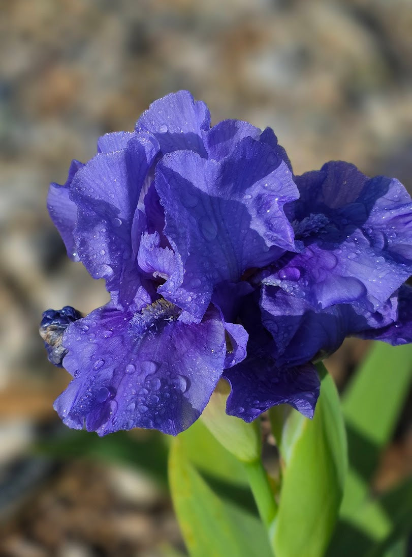 Nassau Blue
