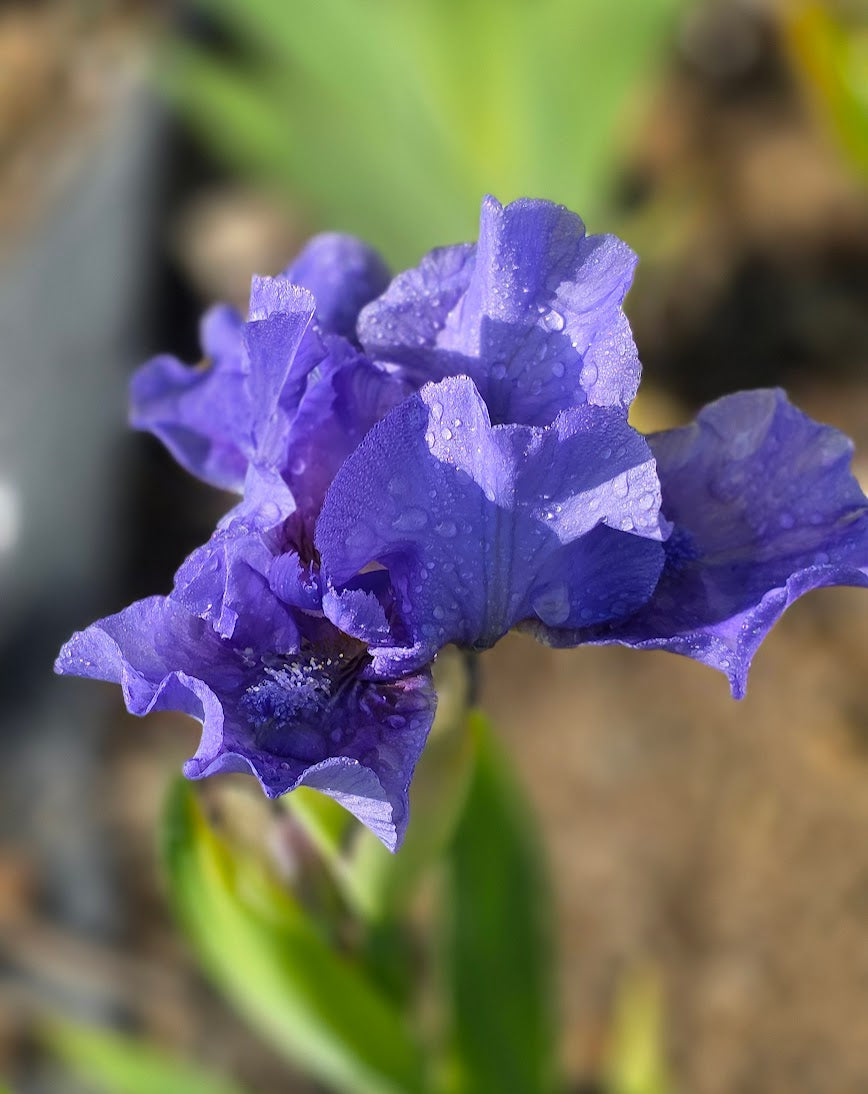 Nassau Blue