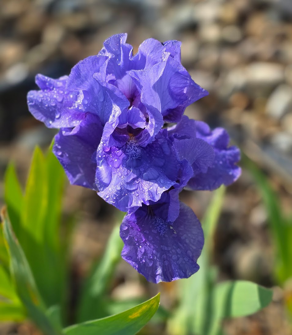 Nassau Blue