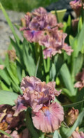 Mauve Mistress
