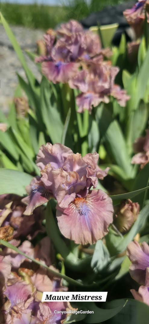 Mauve Mistress