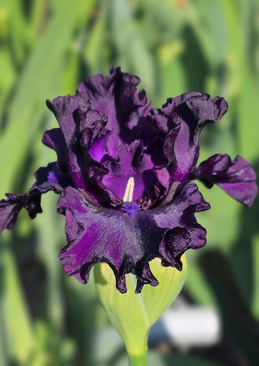 Burple