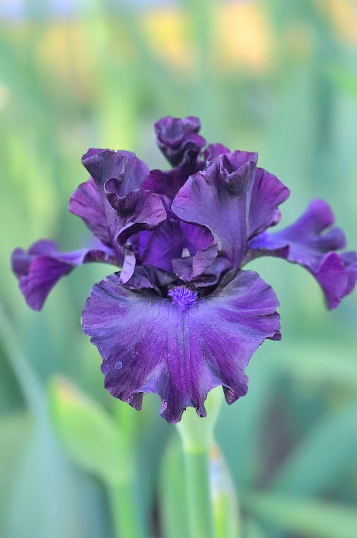 Burple
