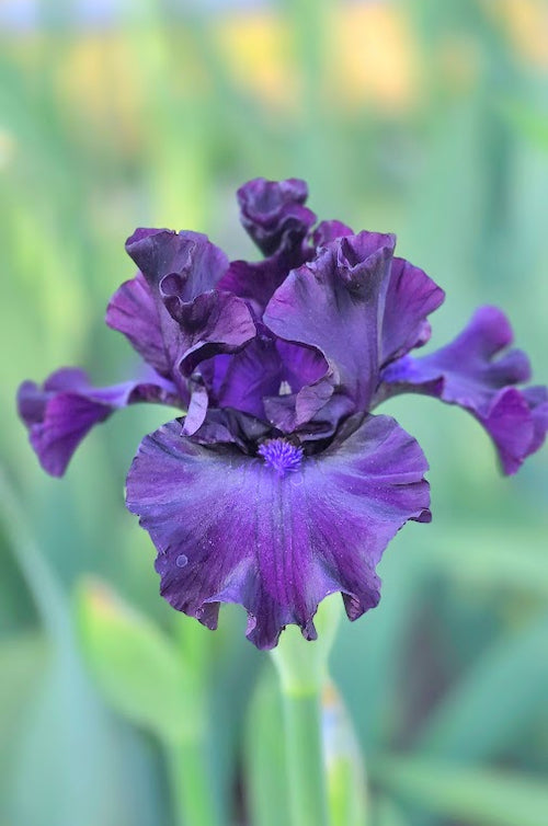 Burple