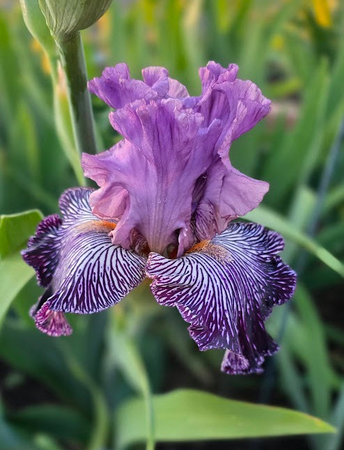 Purplicious