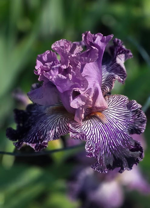 Purplicious