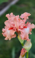 Guardian Angel
