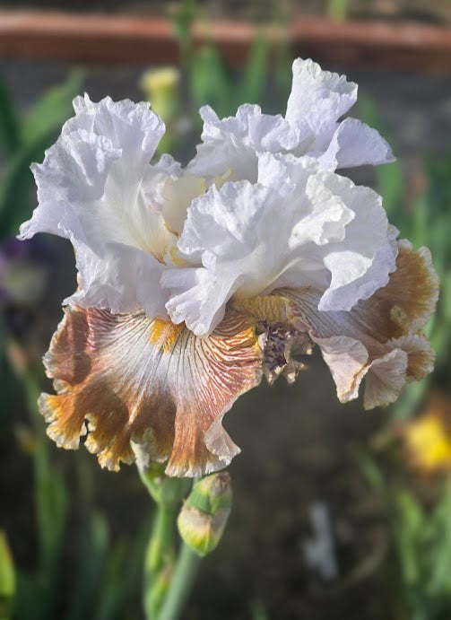 Chihuahuan Desert