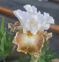 Chihuahuan Desert