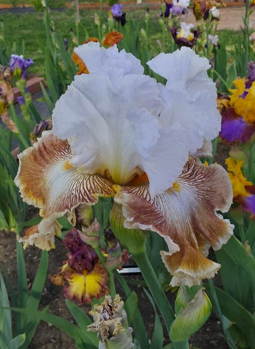 Chihuahuan Desert