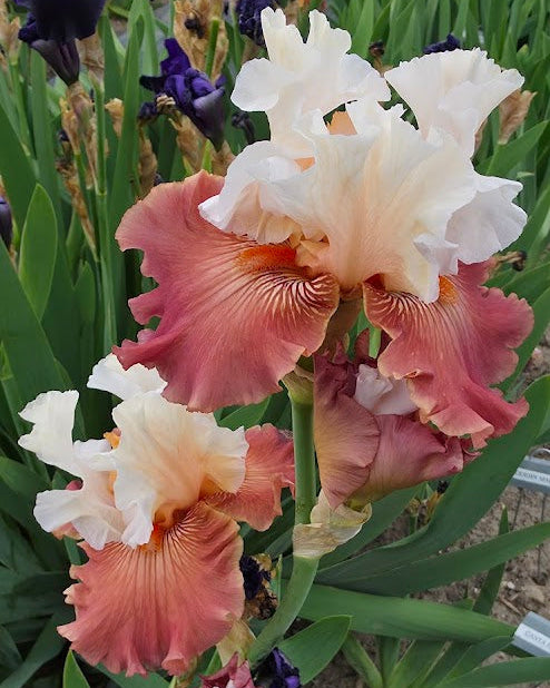Sending Love