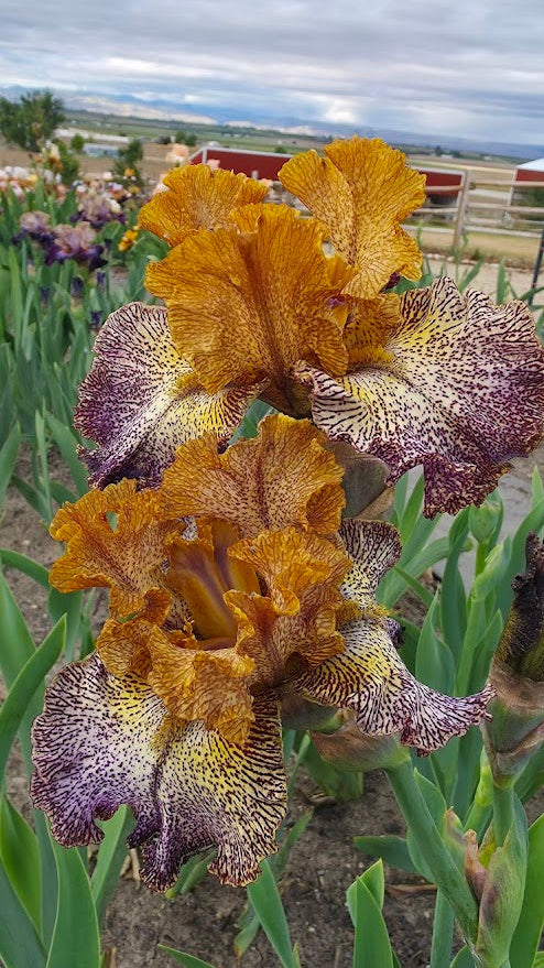 Freckled Frenzy