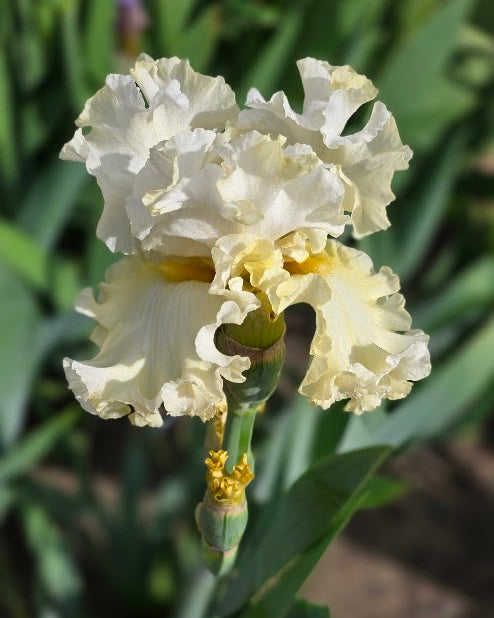 NOID - Beautiful Yellow -Iris4u