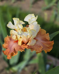 Ginger Ice