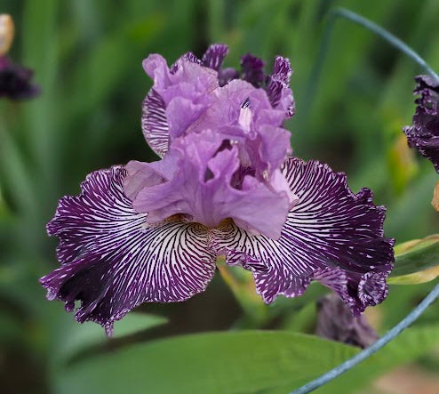 Purplicious