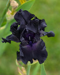 Black Suited