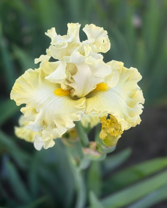 NOID - Beautiful Yellow -Iris4u