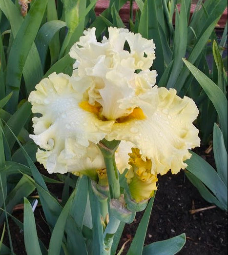 NOID - Beautiful Yellow -Iris4u