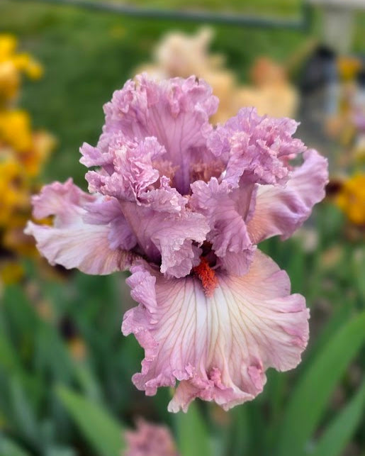 Frill Seeker