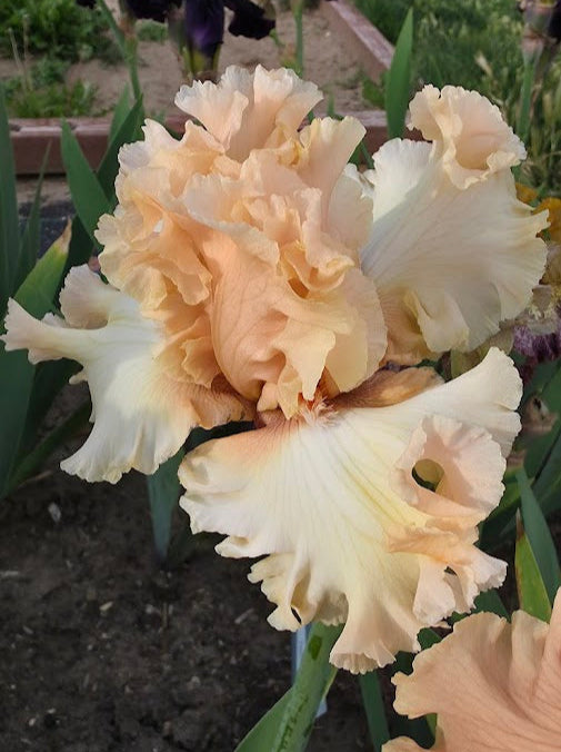 Licence To Frill