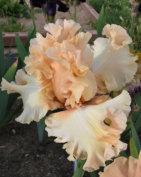 Licence To Frill