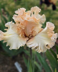 Licence To Frill