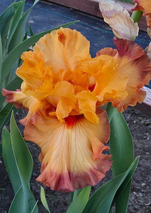 Keep Calm Grow Iris