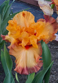 Keep Calm Grow Iris