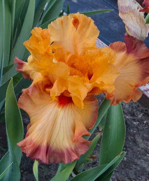 Keep Calm Grow Iris