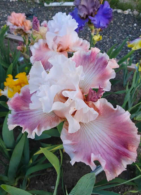 Grace And Beauty