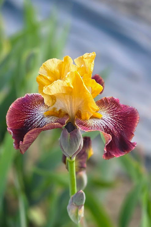 Cowboy Girl